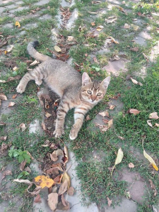 Котеня тигренятко, дівчинка