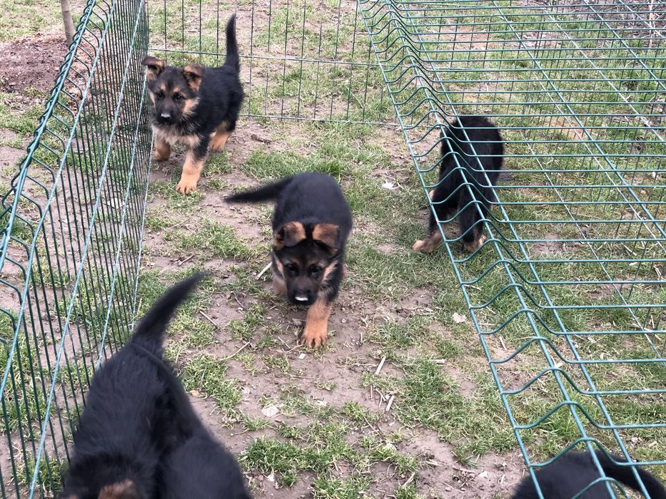 Шикарні цувики