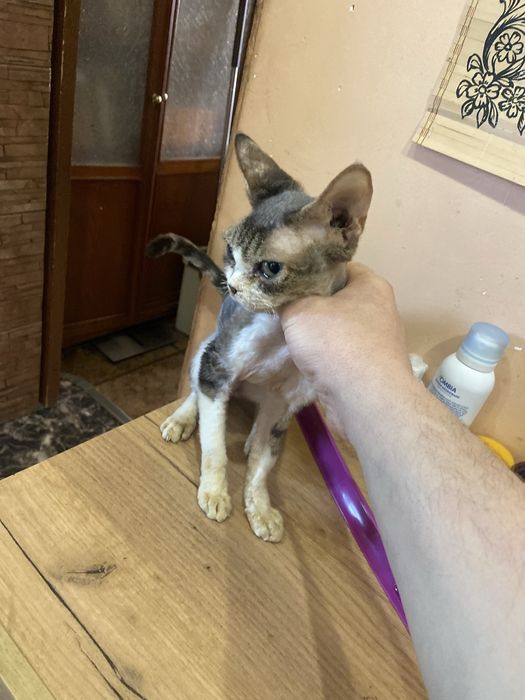 Продається кітка Девон  Рекс ,