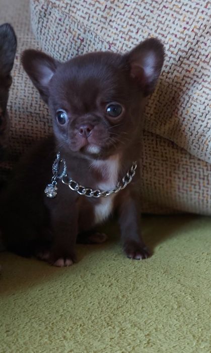 Chihuahua Macho  com Lop ( Pedegree)