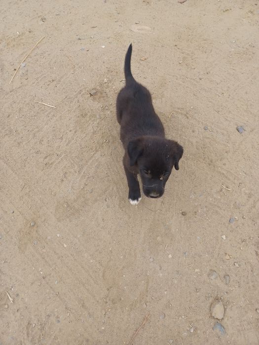 Doação de cães labradores pretos