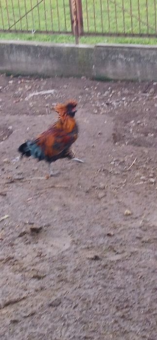 Piękne koguty tegoroczne (kochin miniaturowy, silka, czubatka, nioska)