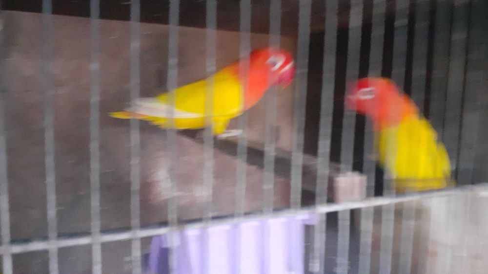 Agapornis Fischers