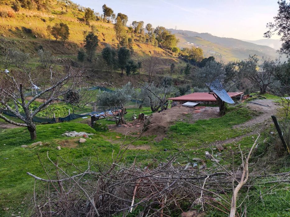 Quinta 3 Hectares Murganheira ( Tarouca )
