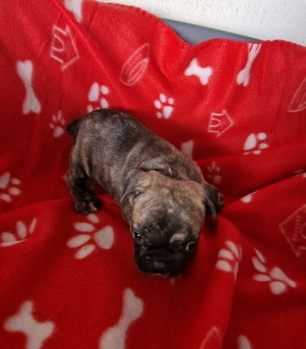 Menino bulldog tigrado