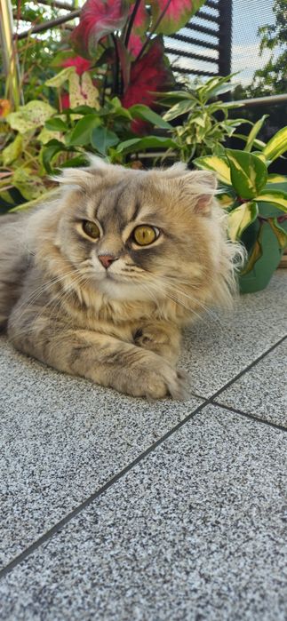 В'язка молодого шотландського кота