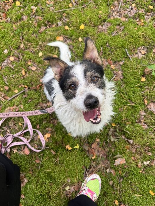Szorsciak do adopcji piesek terrier