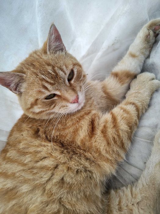 Rude kotki szukają domu