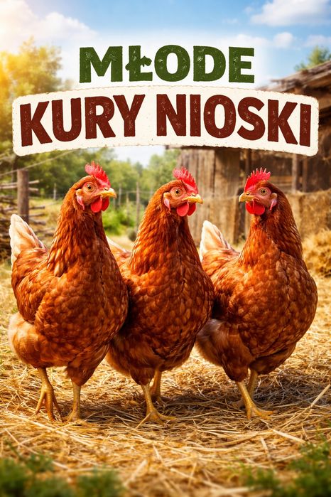 Młode kury nioski Rosa, Sussex, Green Shell