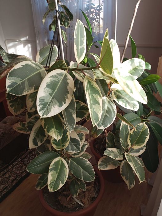 Фікус каучуконосний варієгатний