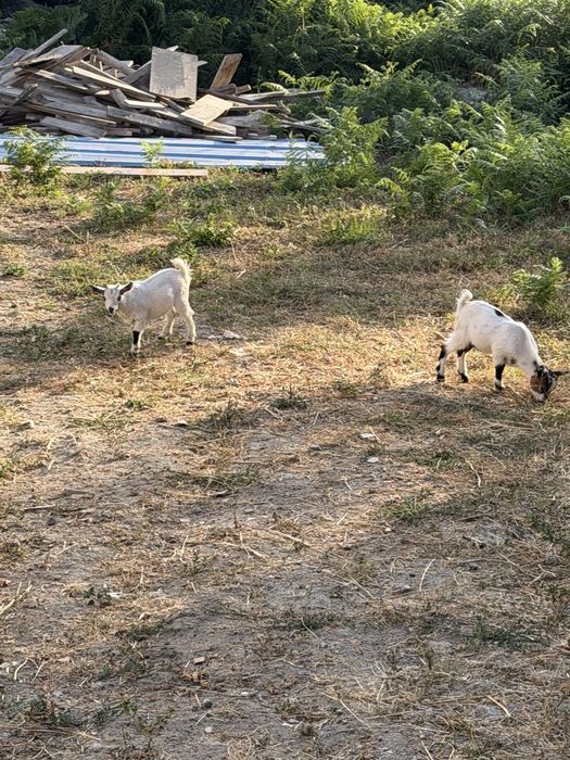 Vendo cabras micro anas