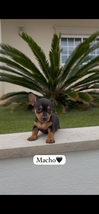 Pinscher macho miniatura