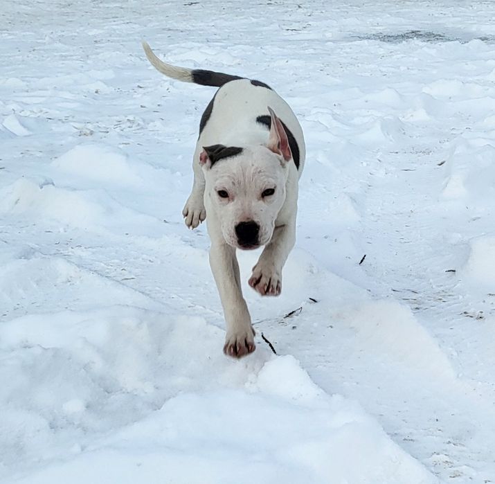 Amstaff, American Staffordshire Terrier REZERWACJA