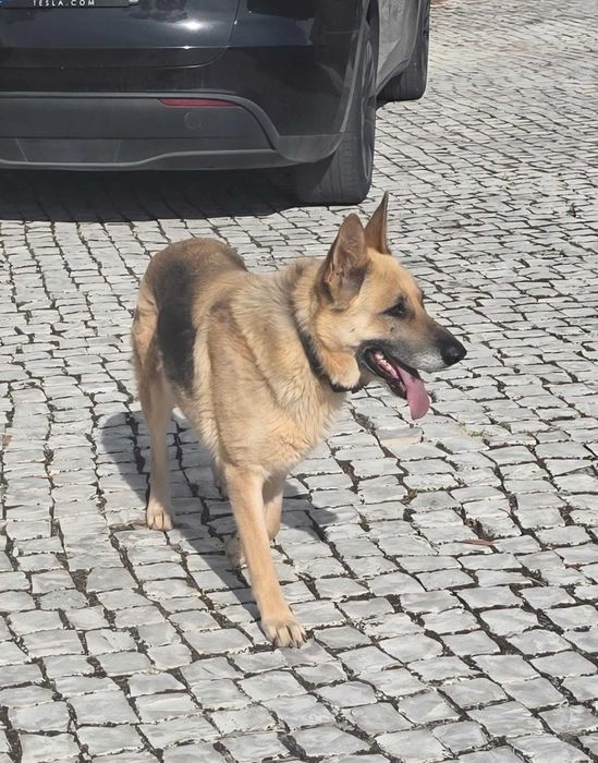Dá-se cadela Pastor Alemão com 4 anos