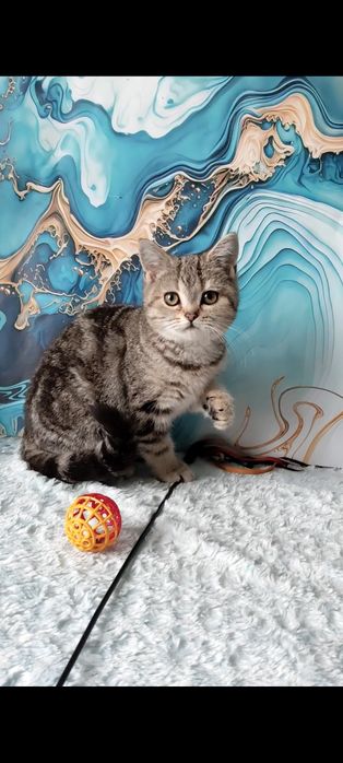 Мармурова шотландська дівчинка страйт.