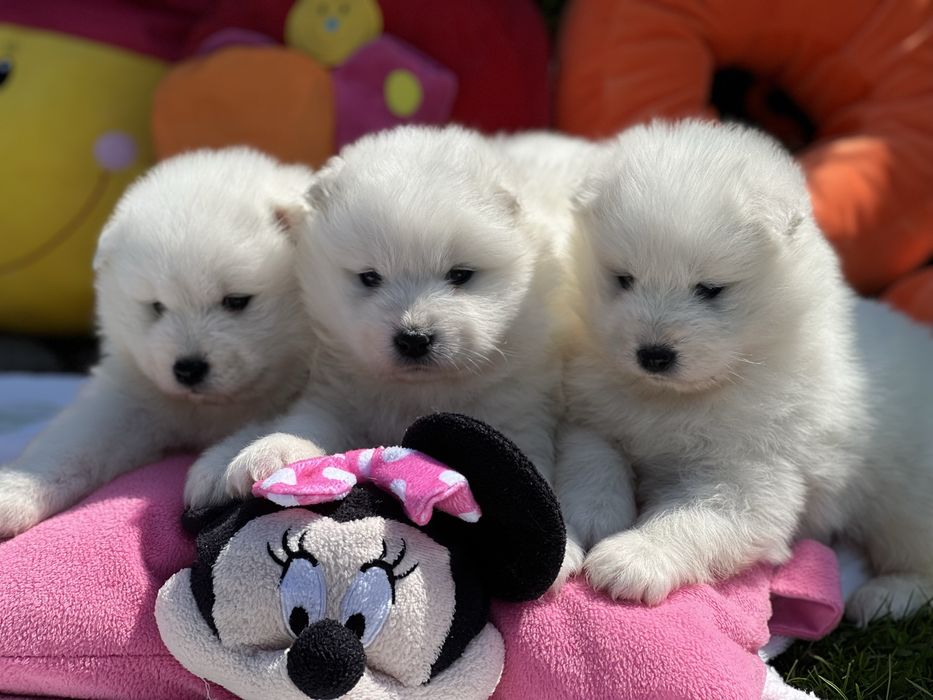 Samoyed szczenię malutkie