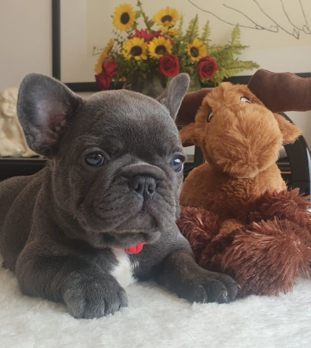 Bulldog Francês merle