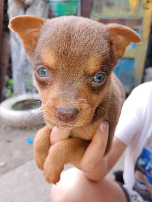 Віддам цуценят в добрі руки
