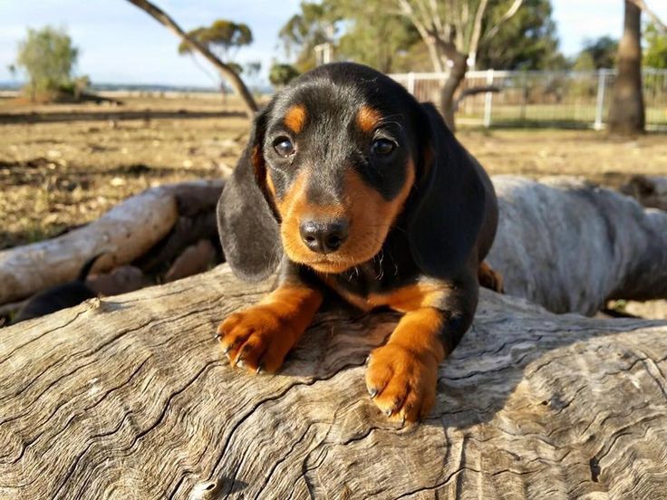 Чорно-підпала красуня, 3 місяці — витончена класика