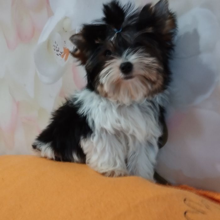 Замечательный бивер-миник