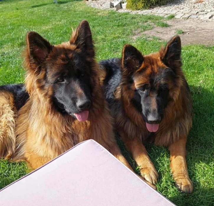 Oddam pieska owczarka