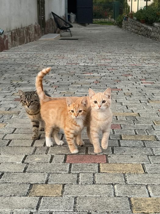 Продамо гарних кошенят