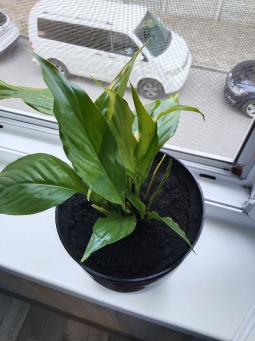 Спатіфіліум жіноче щастя