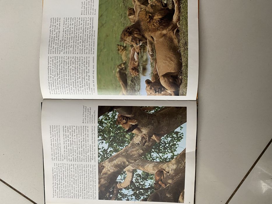 Книга про хижаків на англ. мові