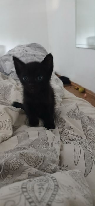 3 Gatinhos Machos Bebés para Adoção (Nascidos a 10/05/2026)