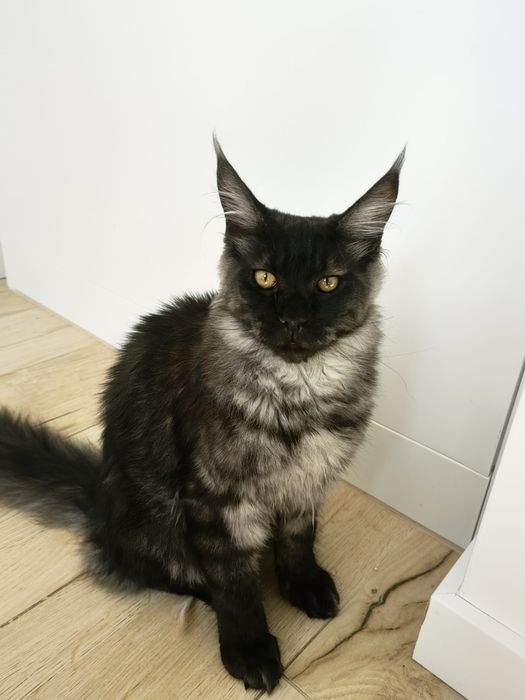 Kotka Berta  kocur Bruno czarny maine coon FPL