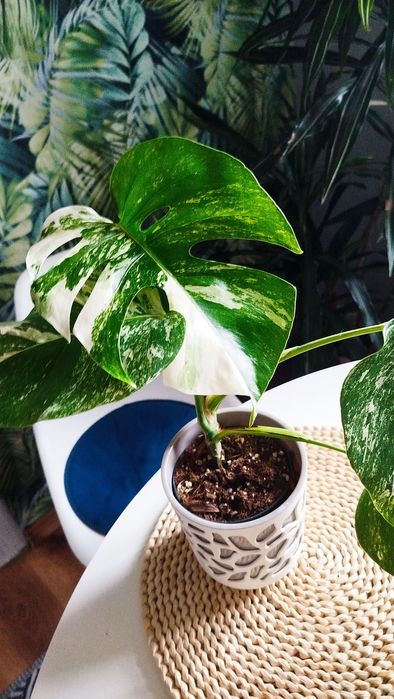 Monstera Variegata, dużo bieli
