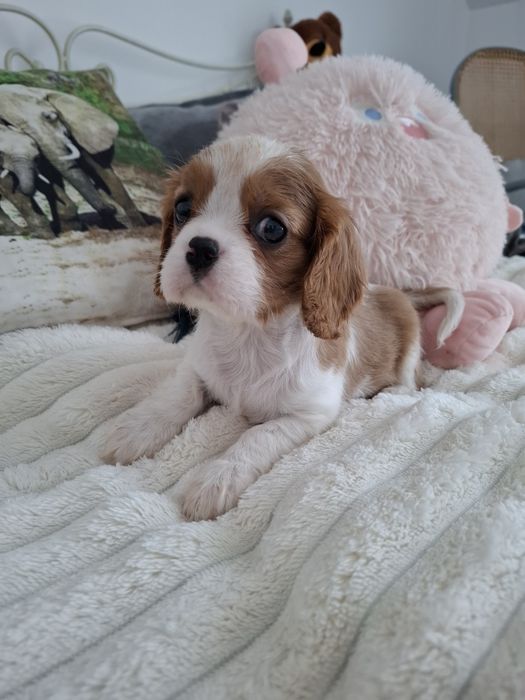 Cavalier King Charles spaniel