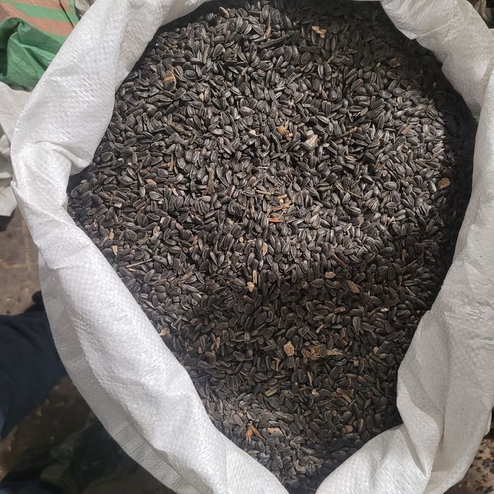 Słonecznik czarny pokarm dla ptaków do karmnika karma