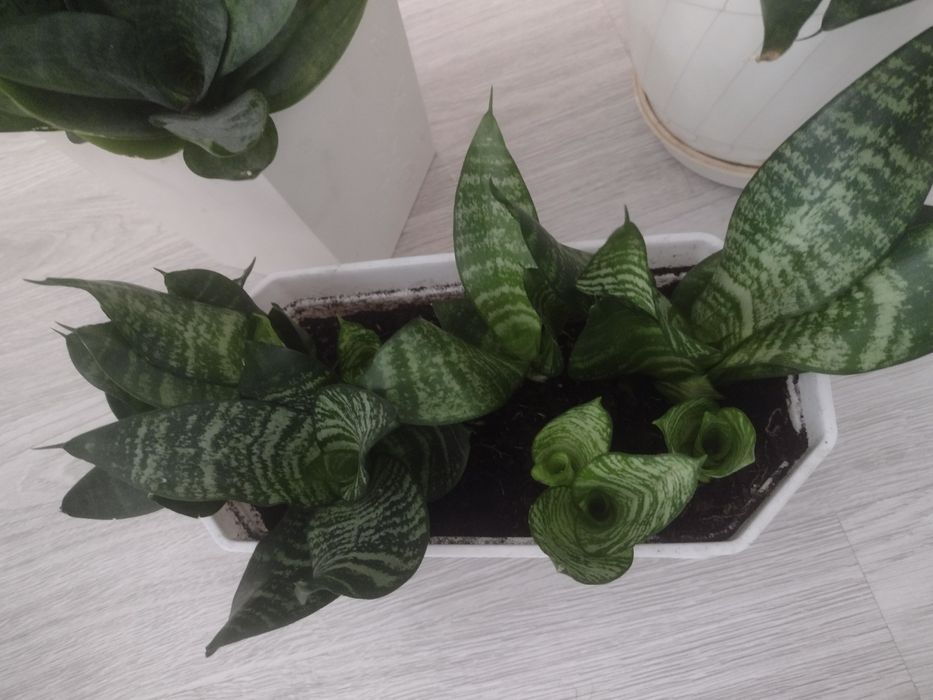 Sansewieria kwiatek doniczowy.