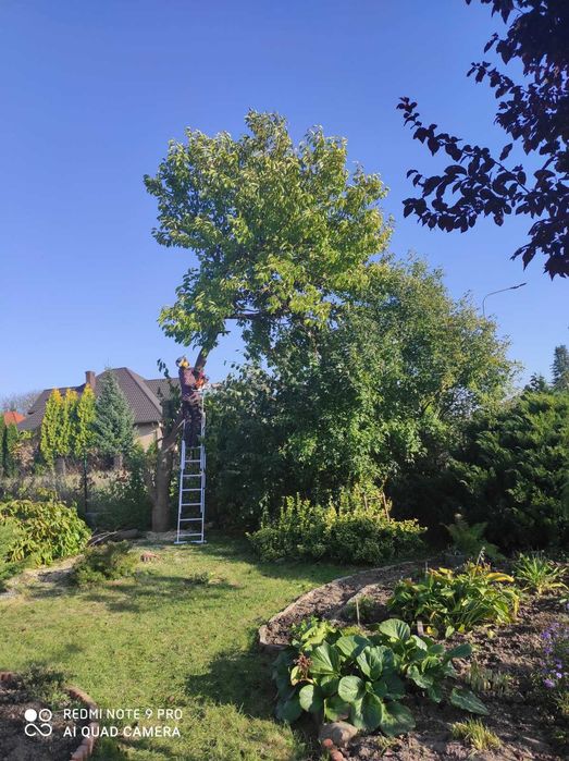 Usługi ogrodnicze. Wycinka, przycinka drzew. Porządkowanie terenów.