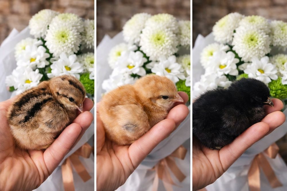 Курчата, курчата ..