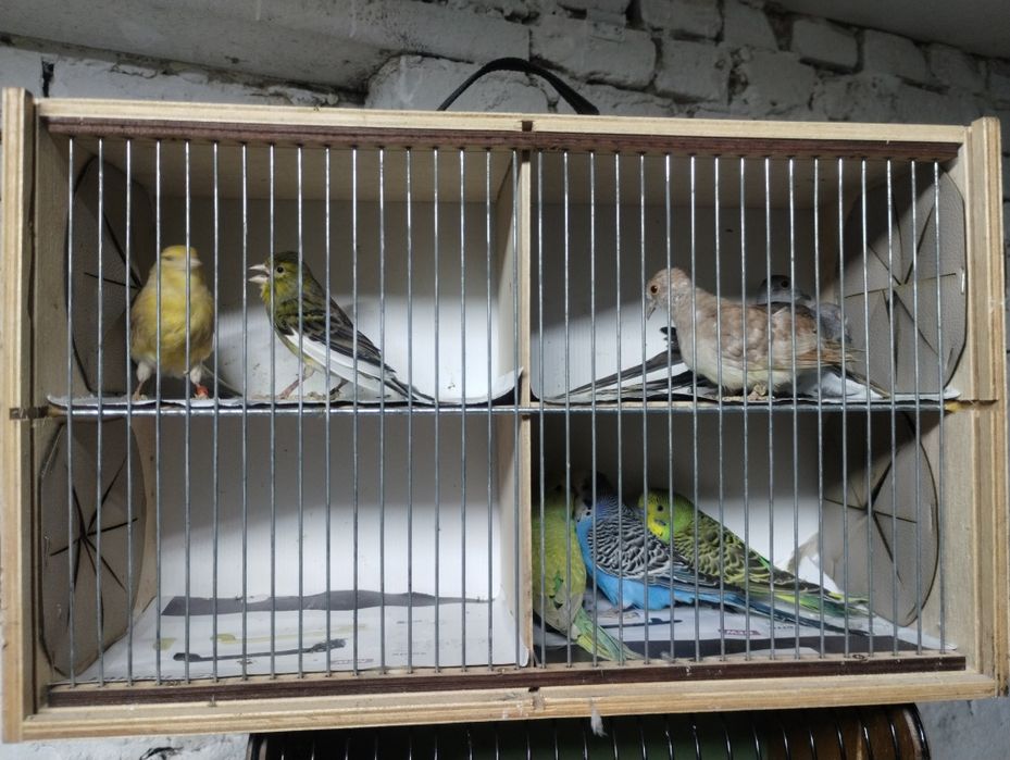 gołąbki diamentowe, kanarki