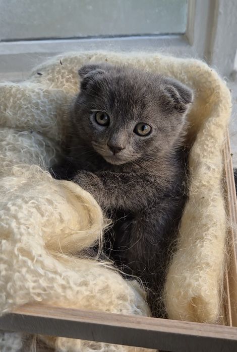 Шотландские котята