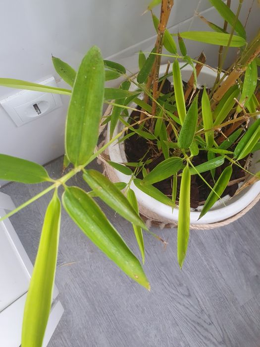 Bambu com vaso branco