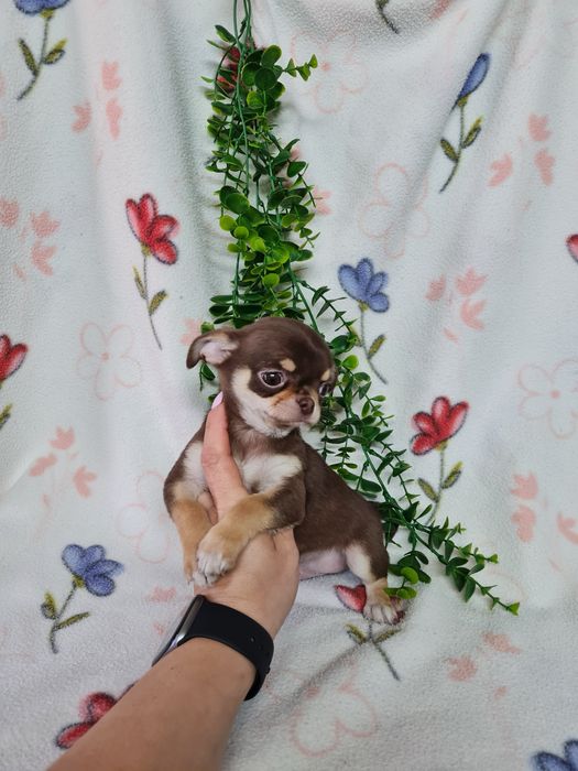 Excecional menino mini Chihuahua/Chiuaua de Qualidade