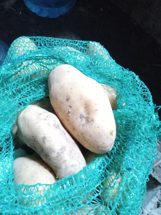 Семенной картофель