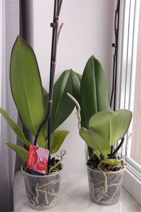 Орхідея фаленопсис 2 шт