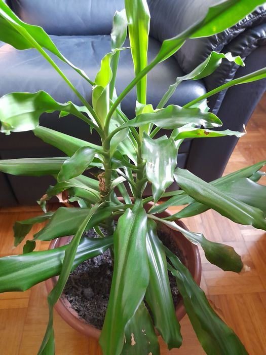 Dracaena grande em vaso grande