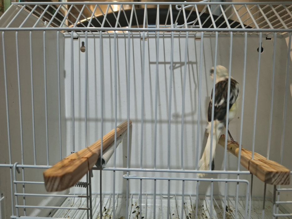 Canario largies espanhol