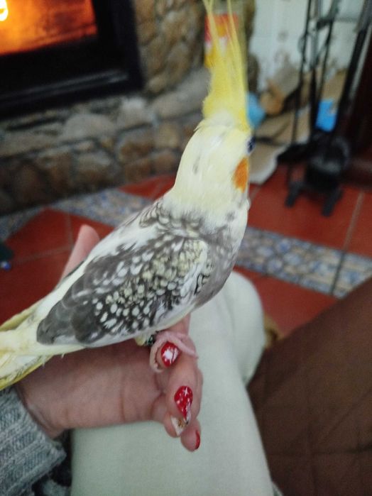 Caturras criadas á mão domesticadas