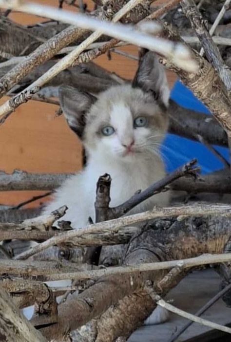 Gatinhos para adoção