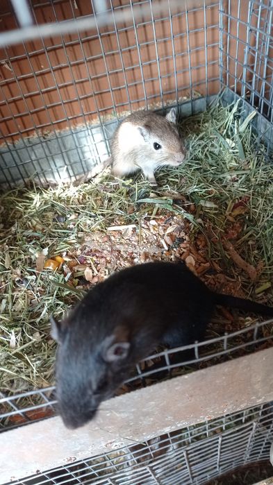 Піщані мишки,гризуни