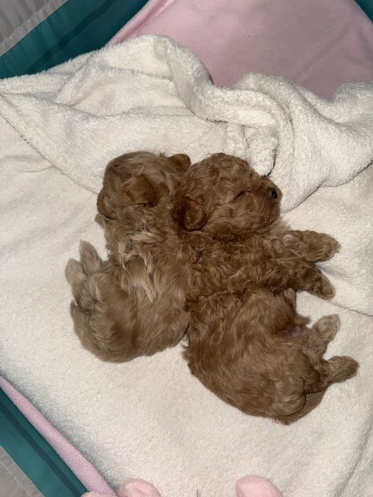 мальтипу maltipoo хлопчик і дівчинка