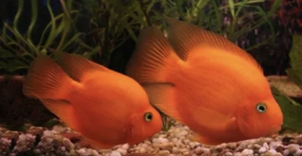 Peixe papagaio vermelho com cerca de 7cm