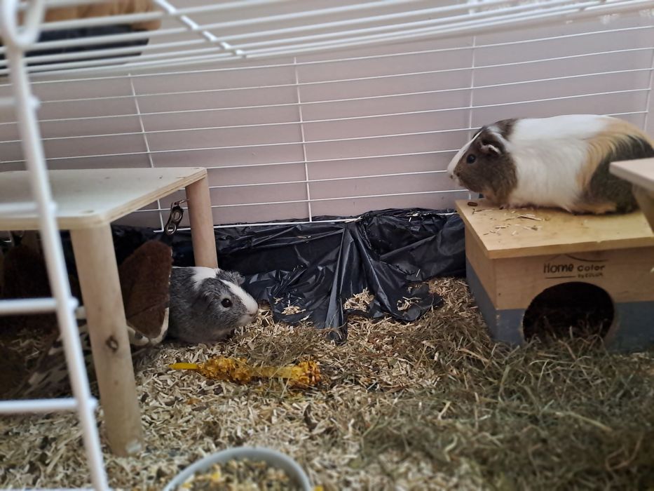 Świnki morskie oddam